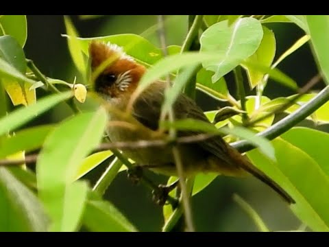 Juhina bielotylová (Yuhina bakeri) — správanie, biotop a hlas