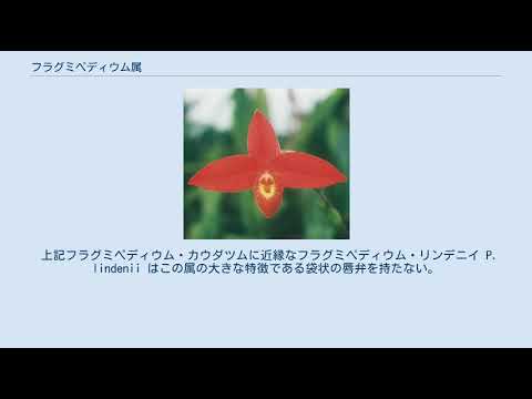 園芸 フラグミペディウム