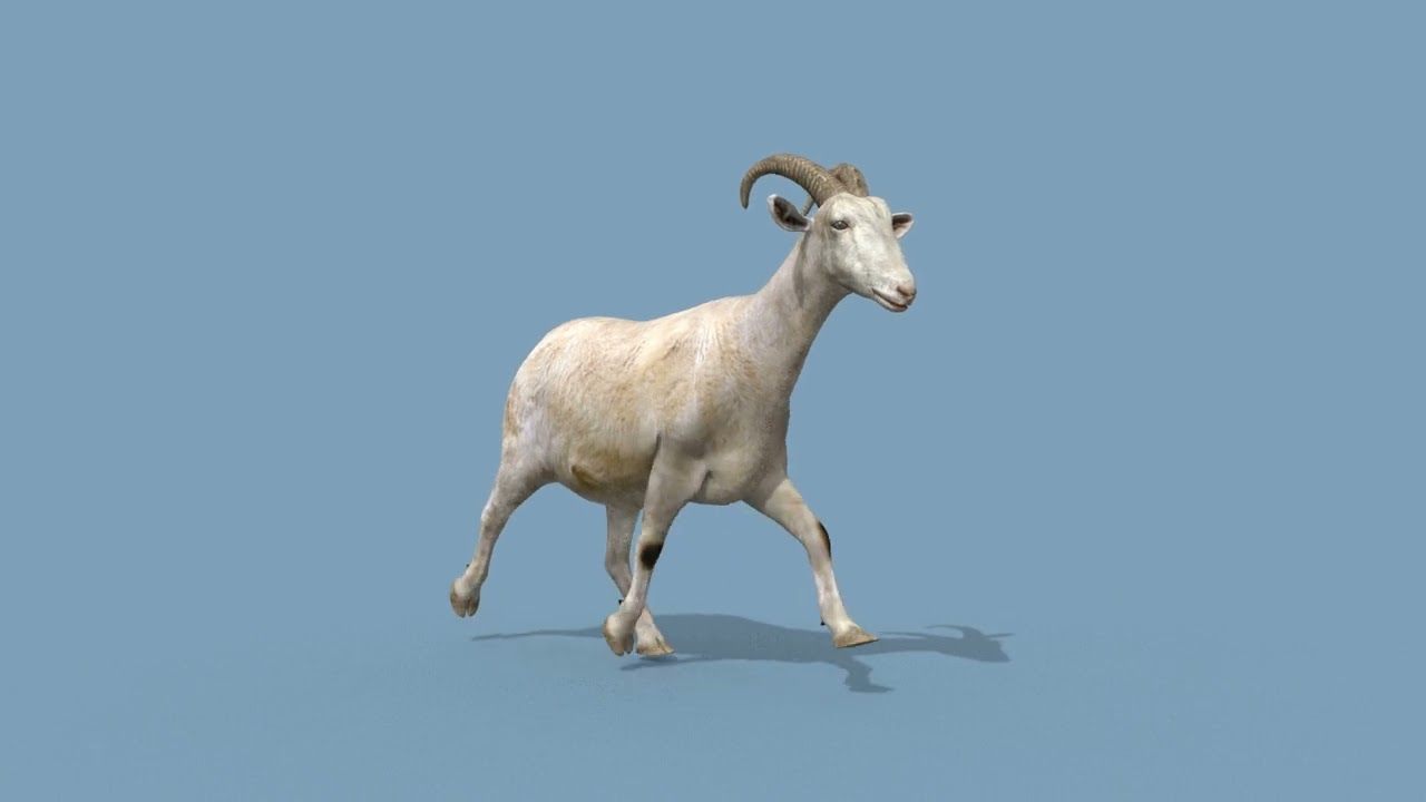 Top Goat 8K - 3d animated 3D Model