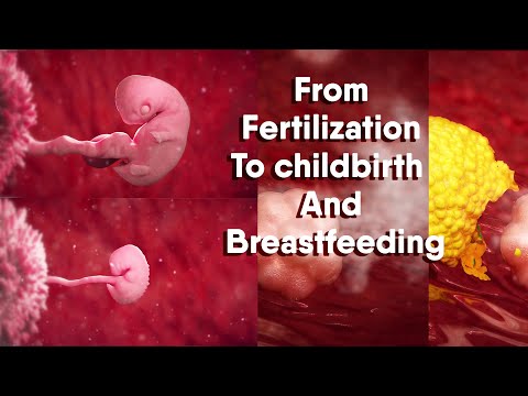 From Fertilization To childbirth And Breastfeeding