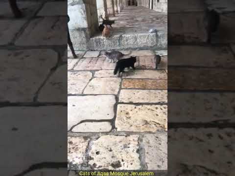 Cats of Al Aqsa Mosque