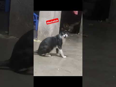 Billi ko Ghar me rakhne  ki fazilat mashallh#dua# wazifa #beautiful