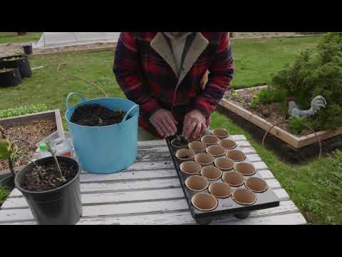 , title : 'Transplanting tomato seedlings'