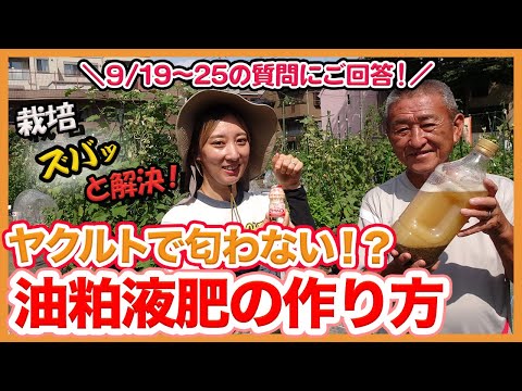 イラクサ肥料の重要なレシピを正しく使用する