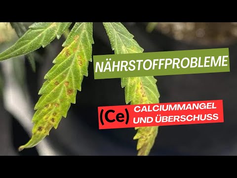 Nährstoffprobleme bei Cannabis Teil 4 : (Ca) Calciummangel und Überschuss