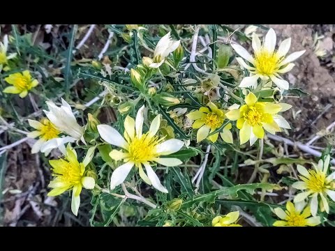Native Plants of Coronado Historic Site - Adonis Blazingstar
