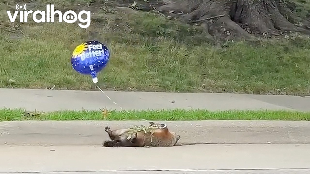 Feel Better Bud || ViralHog