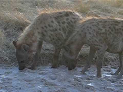 Hyena mud thirsty