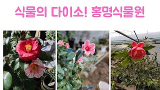 겨울꽃 동백 전문매장 홍명식물원