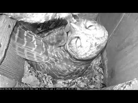 Breakfast Frog Delivery At Barred Owl Nest – March 8, 2022