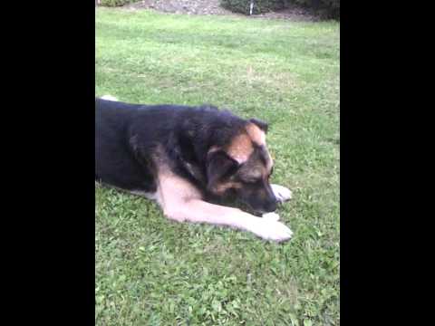 Jedz jabłka na złość Putinowi