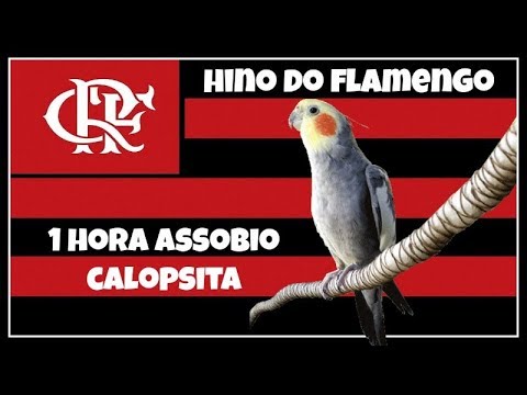 ASSOBIO CALOPSITA - HINO DO FLAMENGO