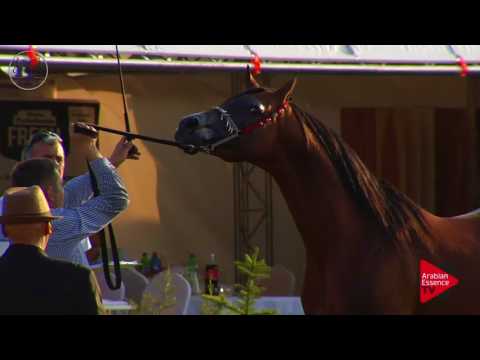 N.82 ENSENATOR - Radom 2017 - 7 Years old and Older Stallions (Class 10)