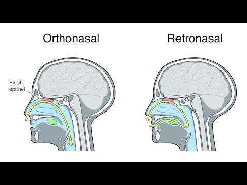 Wie funktioniert der Geruchssinn?