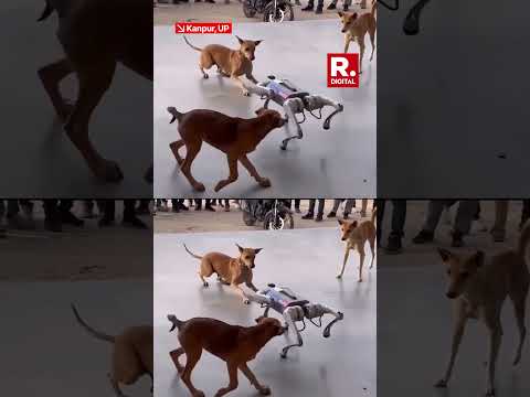 Stray Dogs Meet Robotic Dog at IIT Kanpur's Techkriti Fest – Viral Video!