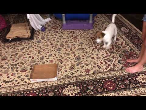 Daisy and Rayelle 5-6 AKC Novice Tricks