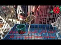 سوق الطيور بودواو ليوم الجمعة 12 فيفري 2021 الجزء الثاني mp3