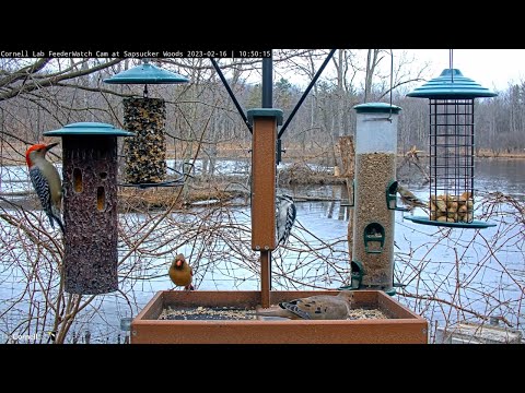 Feeder Birds Go Nuts For Suet And Seed At Cornell Feeders – Feb. 16, 2023