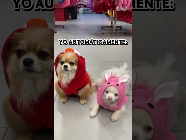 Vídeo relacionado con Gorro Y Bufanda De Corazón Rojo para Cachorros - Traje De San Valentín para Perros, Disfraces para Perros del Día De San Valentín | Accesorios para Fiestas Navideñas para Perros, Accesorios para El