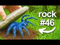 I Flipped 100 Rocks In A Rainforest Here S What I Found