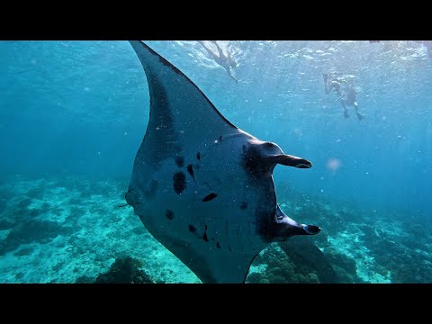 Sailing the Komodo Islands // Indonesia Part 2