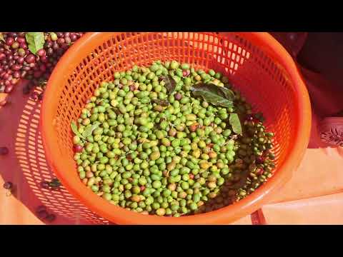 SCA Green Coffee - HQJ Coffee School