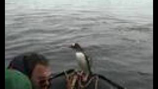 a very lucky little Gentoo penguin!