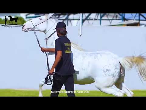 Exploring the Beautiful World of Horses at (Mazrayaat Al Arabians)