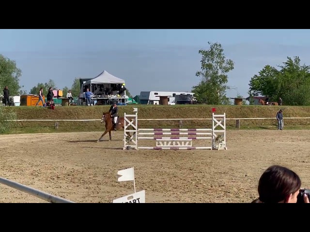 A vendre Jument Alzanne de 7 ans pour CSO