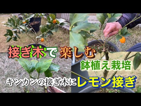 観賞用の桜の移植