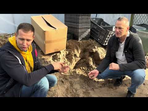 Tavaszi hagymás termelőnél jártam ( tulipán, nárcisz, Jácint….)