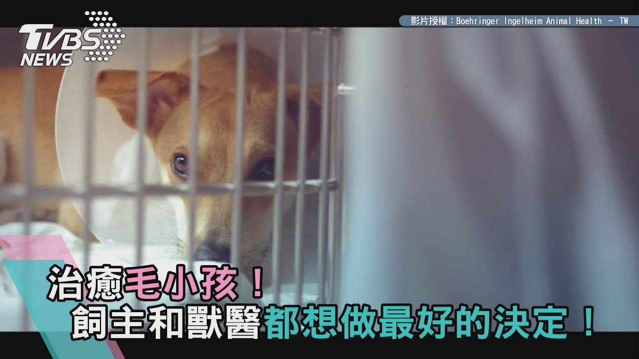 毛小孩公益微電影 《花甲》花明、雅婷再次合體