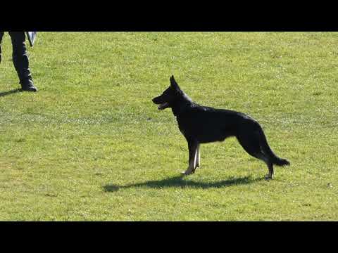 WUSV 2021  CHE 3 - LUTZ TANJA & AIMY VOM HAUS VAX C 88