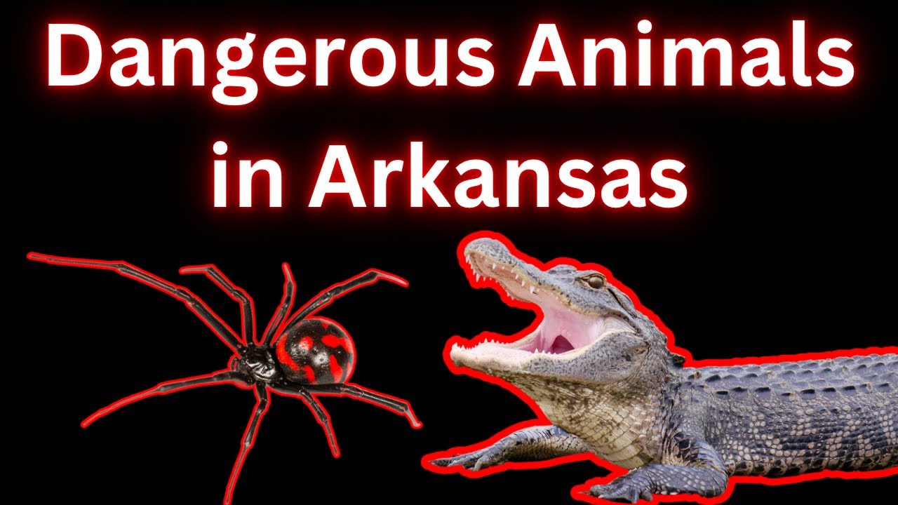 What are all the animals in Arkansas? Tipseri