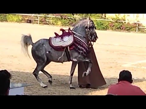 ابو هيبة و سيد البيطار بطولة مصر الدولية لأدب الخيول العربية 2021