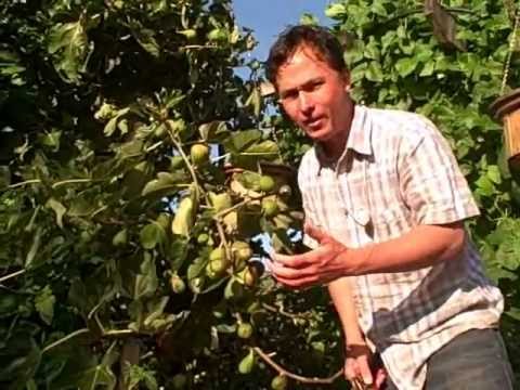 download lagu mp3 mp4 How To Ripen Figs Off The Tree, download lagu How To Ripen Figs Off The Tree gratis, unduh video klip How To Ripen Figs Off The Tree