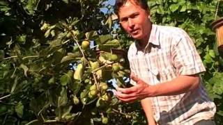 How to get your Figs on your Fig Tree to Ripen Faster