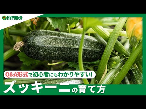 ズッキーニの準備: 野菜はさまざまな方法で使用できます 植物