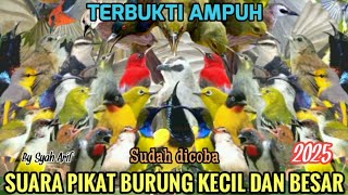 Download lagu Baru..❗Suara pikat semua burung kecil dan besar terbukti paling ampuh#pikatburung sudah dicoba mp3 Download lagu Baru..❗Suara pikat semua burung kecil dan besar terbukti paling ampuh#pikatburung sudah dicoba mp3