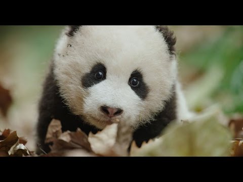 Disneynature's 'Born in China' (2017) Trailer