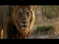 Exclusive Savage Kingdom Clip King Slayers
