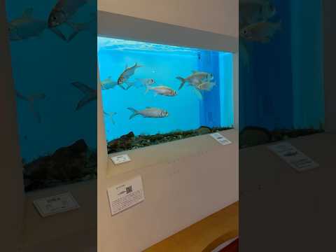 イセゴイ水槽