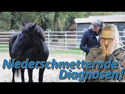 Niederschmetternde Diagnose für dieses Pferd - Wallach Jasper hat mehr Baustellen als gedacht
