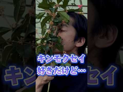 挿し木の花の球根のヒント