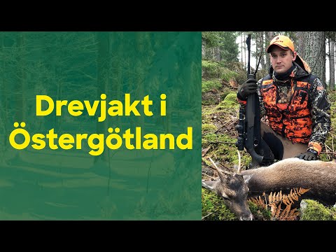 Drevjakt i Östergötland