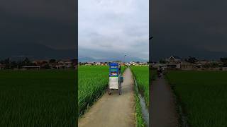 Download lagu Traders pass through rice fields 🌱 mp3