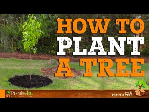 How To Plant A Tree | PlantingTree™