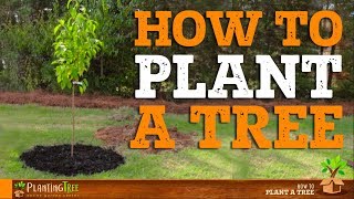 How To Plant A Tree  PlantingTree™