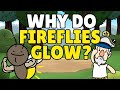 Why Do Fireflies Glow? | How Do Fireflies Glow | Bioluminescence