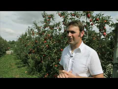 ENZA JAZZ Apple Growers - TOLLEMACHE ORCHARDS